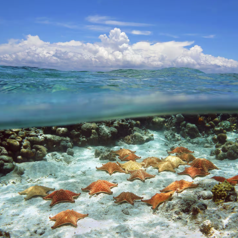 3-Night Bahamas Cruise from $439