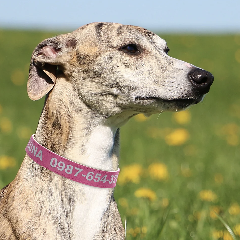Custom Reflective Dog Collars from $9