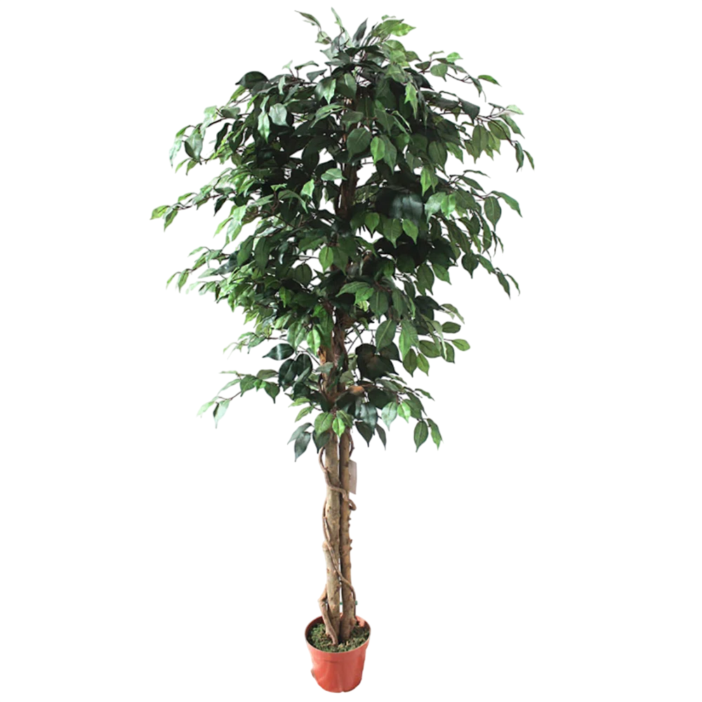 6.5' Artificial Fiscus Tree $53