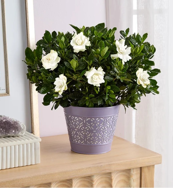 1-800-Flowers: 20% Off Mother's Day Gifts